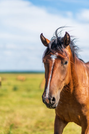 Portrait of a horse close up. Photographed in the open air.の写真素材