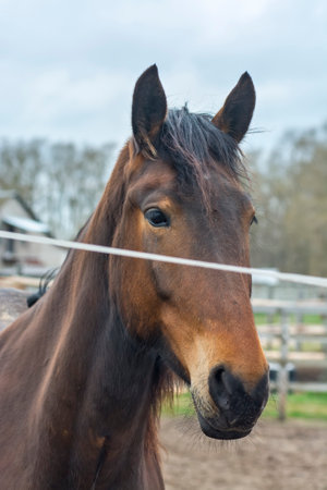 Portrait of a brown horse in the paddock at winter timeの写真素材