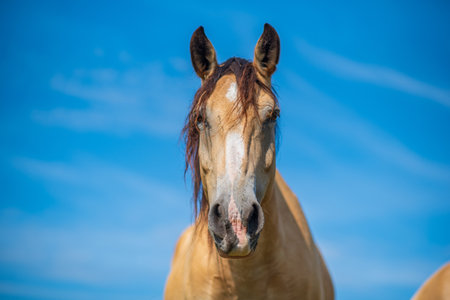 Close-up portrait of a village foal with a blurred background.