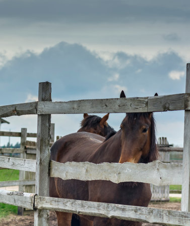 Horses in the paddock on a cloudy day. Selective focus.の写真素材