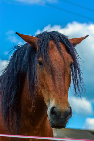 Portrait of a horse on a background of blue sky and cloudsの写真素材