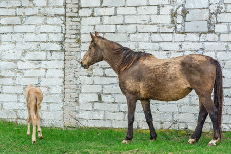 Horse and foal on a green meadow near a brick wallの写真素材