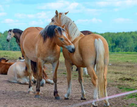 Horses on a green meadow in sunny summer dayの写真素材
