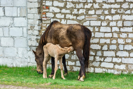 Horse and foal on the background of a white brick wallの写真素材