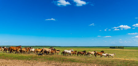Herd of horses galloping across the field.の写真素材