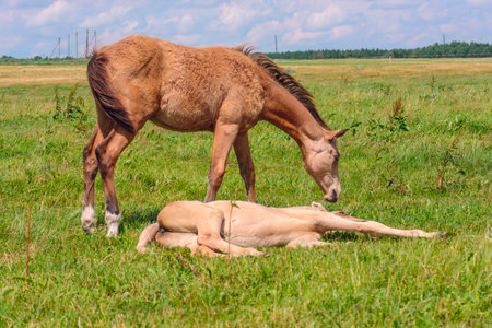 Foal with a mare on a green meadow in summerの写真素材