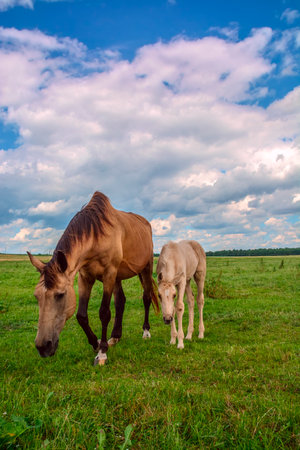 Horse with foal on green meadow and blue cloudy skyの写真素材
