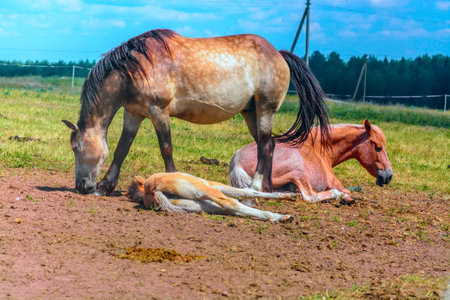 Horse and foal on a meadow in sunny summer dayの写真素材