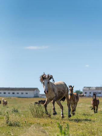 A horse gallops across a field on a farm in the summer.の写真素材