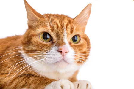 Portrait of a red cat on a white background close-upの写真素材