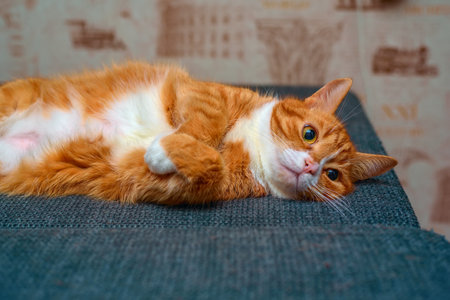 ginger cat lying on the couch and looking at the camera.の写真素材