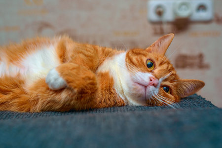 Orange cat lying on the couch. Shallow depth of field.の写真素材