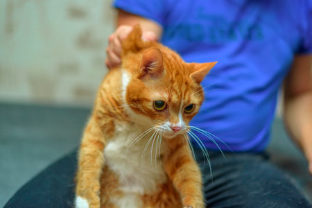 ginger cat being petted, close-upの写真素材
