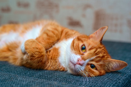 Cute red cat lying on the sofa. Selective focus.の写真素材