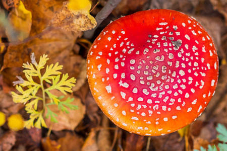 Amanita in the autumn forest. Photo taken close-up.の写真素材