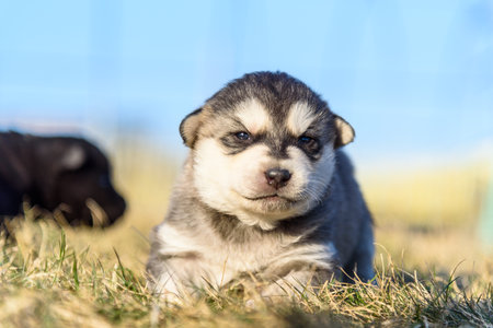 Portrait of a little puppy on the grass.の写真素材