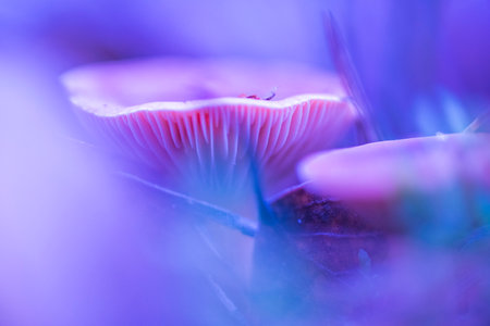 Forest mushrooms photographed in close-up in a neon light.の写真素材