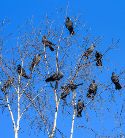 A flock of crows sits on a tree against the sky.