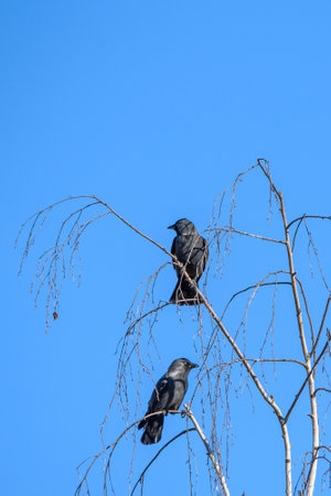 A pair of crows sitting on a tree against the sky.の写真素材