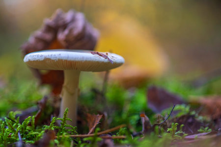 Edible mushroom Russula photographed close-up in the forest, next to a fallen leaf.の写真素材