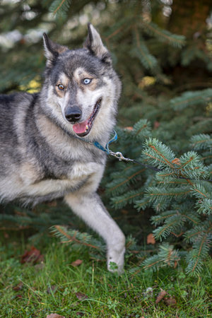 Portrait of a Husky in the park.の写真素材