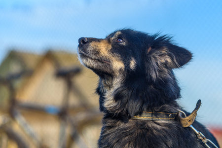Portrait of a village dog on a chain.の写真素材