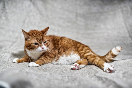 Portrait of a domestic cat in the studio on a gray background. Photographed in high key.の写真素材