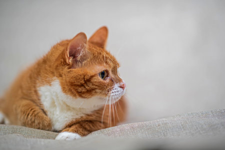 Portrait of a domestic cat in a photo studio on a gray background.の写真素材