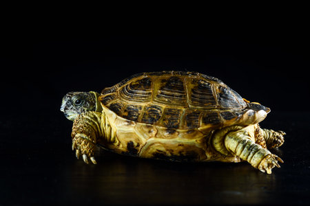 turtle crawls on a wooden surface on a black backgroundの写真素材
