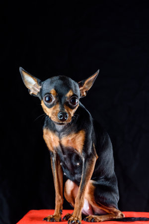 little dog on a black background.の写真素材