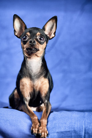 Toy terrier in a photo studio on a blue background.の写真素材