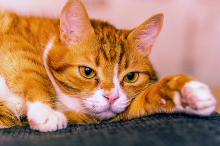 portrait of a cat lying on a sofaの写真素材