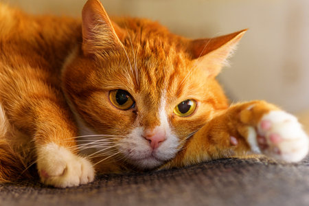 portrait of a cat lying on a sofaの写真素材