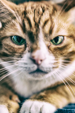 Closeup portrait of a domestic cat in high key.