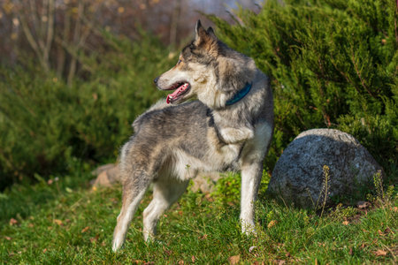 Husky portrait in autumn park close up.