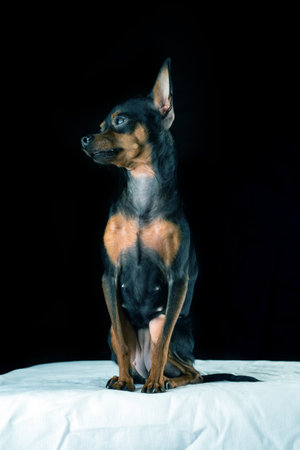 Portrait of a toy terrier dog on a black background. Photographed close-up.の写真素材