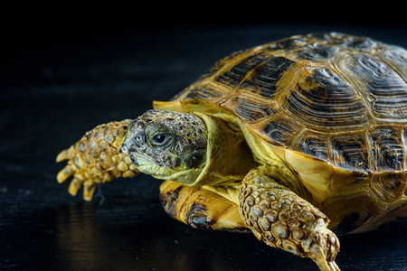 turtle crawls on a wooden surface on a black backgroundの写真素材