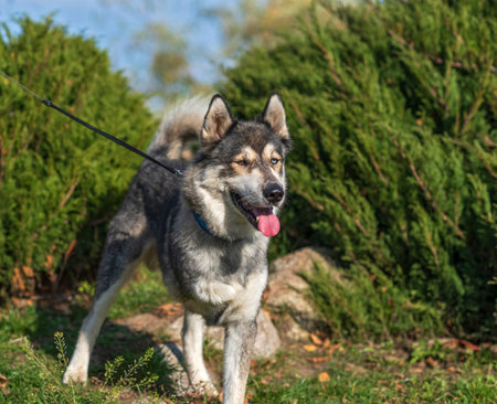 Portrait of a Husky in the park.の写真素材