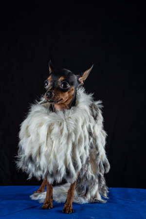 Portrait of a small dog on a black background in fur clothes.の写真素材