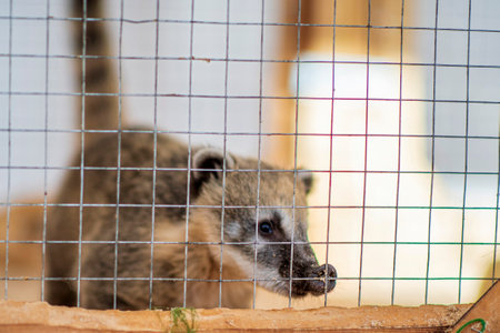 Nasua at the contact zoo. Photographed close-up.の写真素材