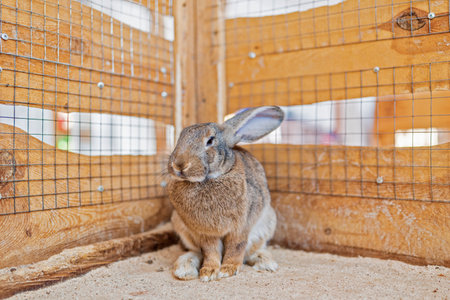 Gray rabbit in a wooden cage. Photographed close-up.の写真素材