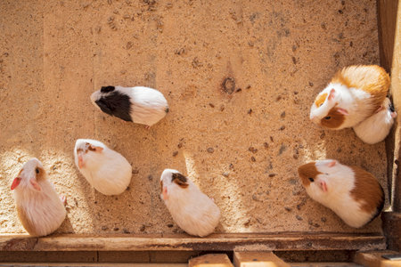 Family of guinea pigs at the zoo.の写真素材