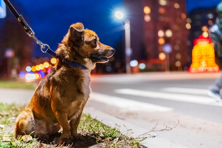 Dog on a leash in the city at night in the evening.