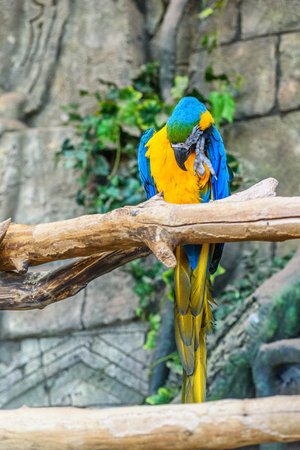 Blue-and-yellow macaw sitting on a tree branch.の写真素材