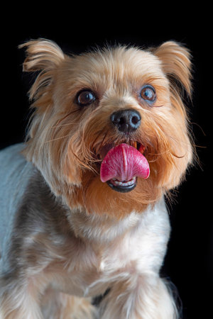 Portrait of Yorkshire terrier against a dark background. Photographed close-up.の写真素材