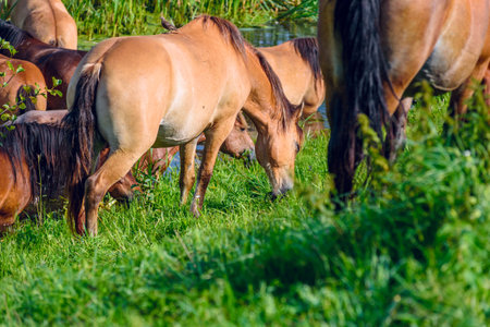 Herd of horses by the river. In the summer.の写真素材