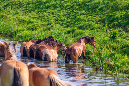 Herd of horses on the bank of the river in the summerの写真素材