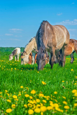 Horses graze on a field of dandelions. Photographed at noon.の写真素材