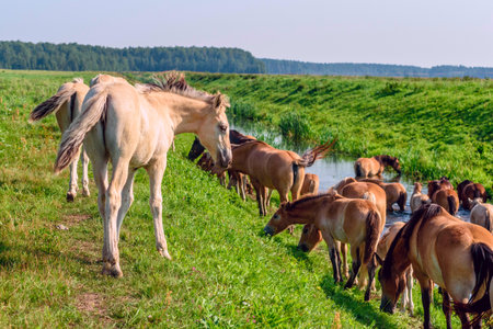 Herd of horses by the river. In the summer.の写真素材