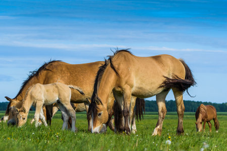 horses on the green fieldの写真素材